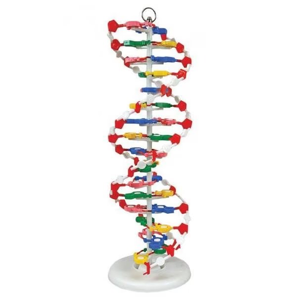 Dna Model, Pre-Assembled, United Scientific, Mfr#: DNAM01